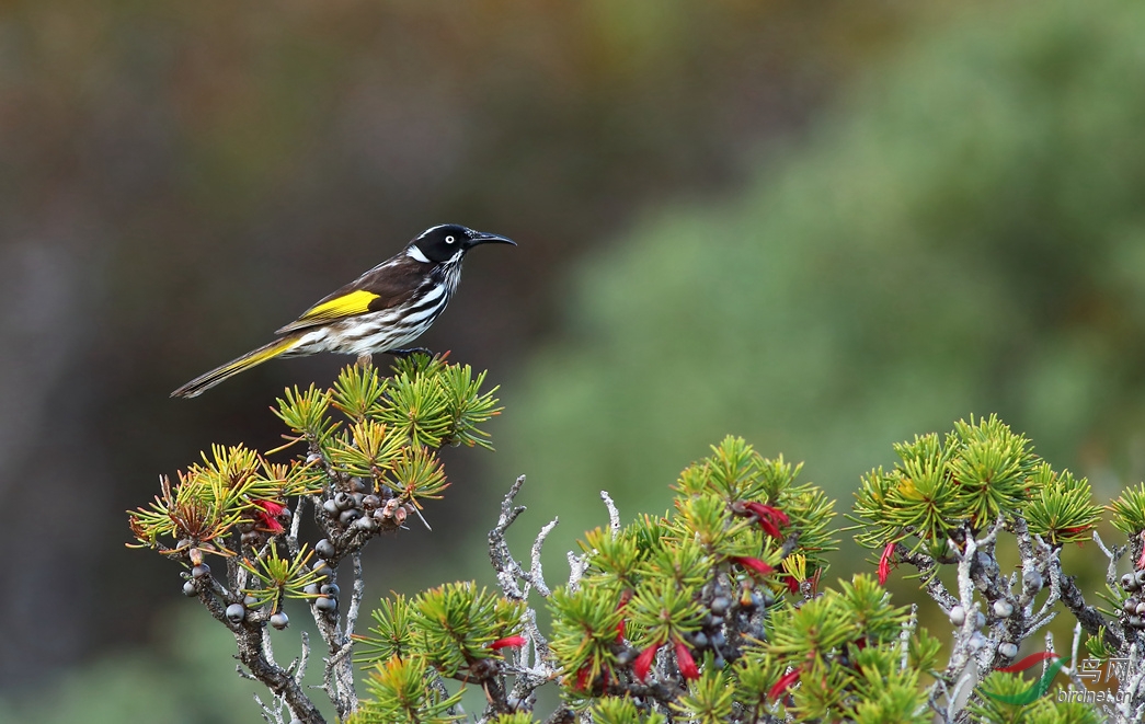 Y-new holland honeyeater_����_���˺�_����_����.jpg