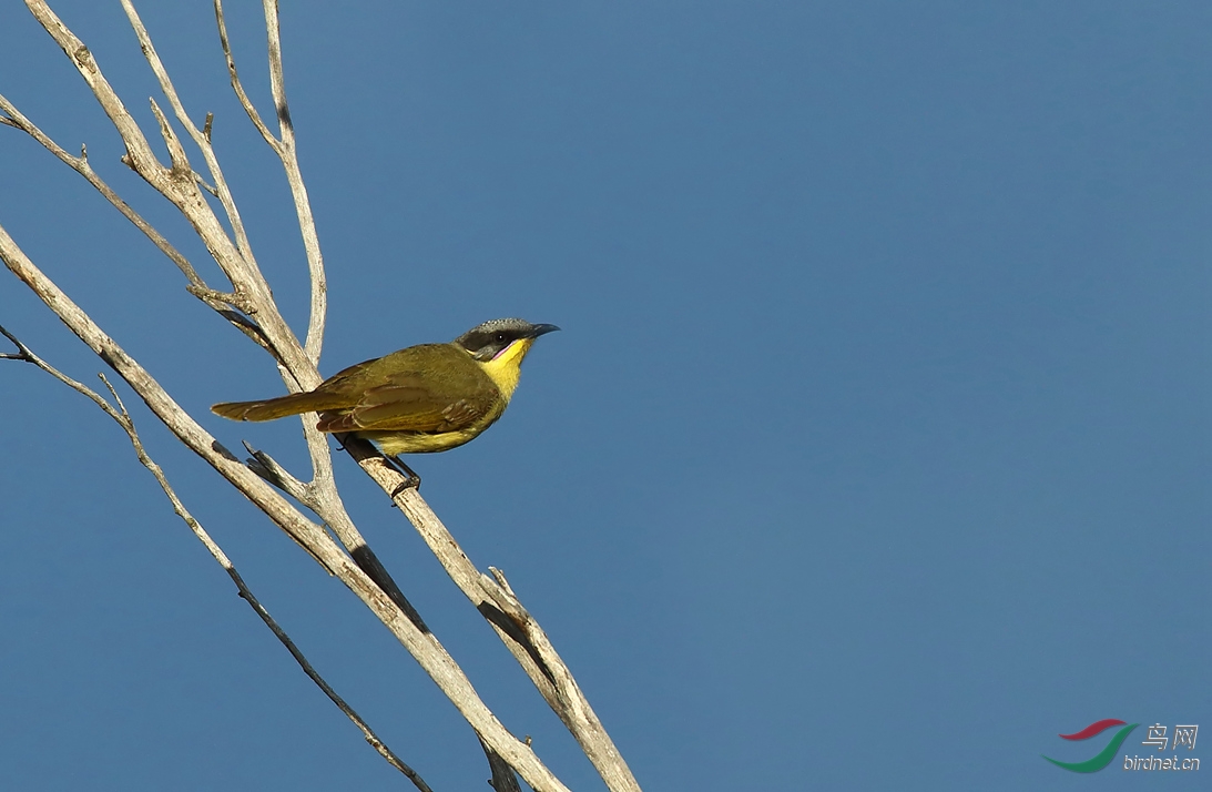 Y-purple-gaped honeyeater_���˺�_����.jpg