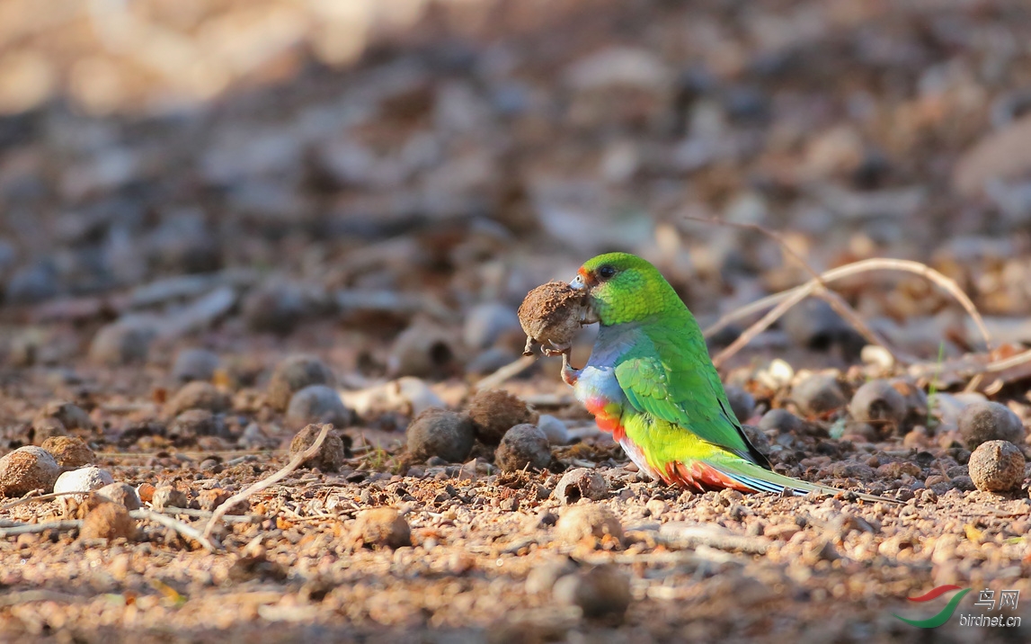 Y-red-caped parrot2_����_���˺�_����.jpg