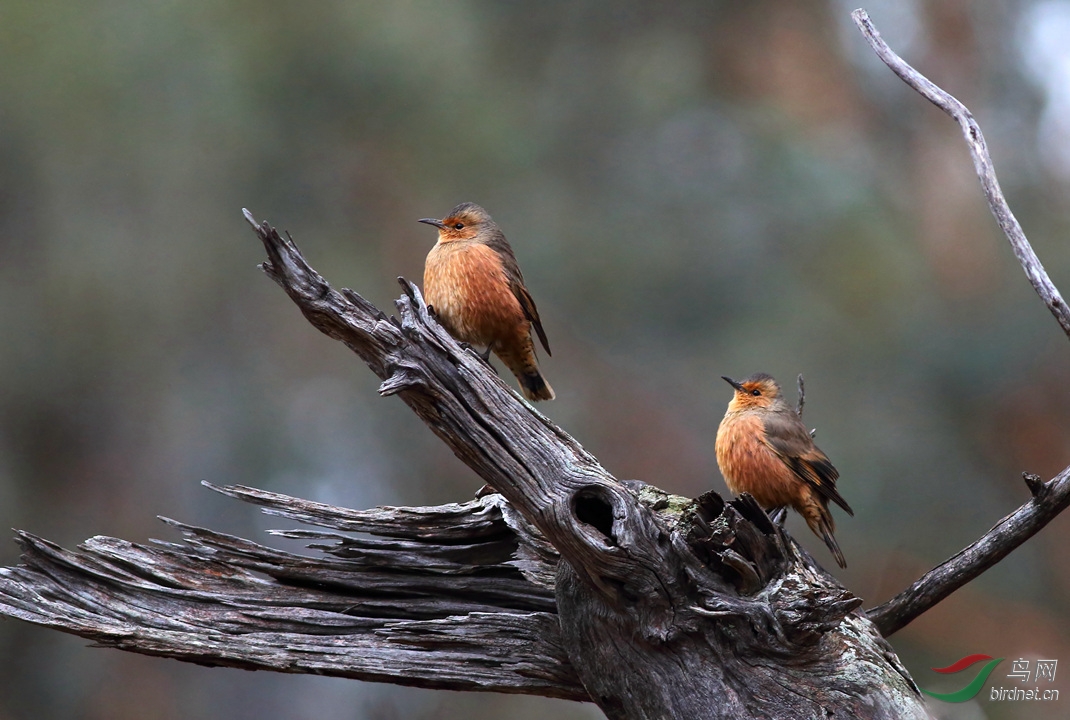 Y-rufous treecreeper two_����_���˺�_����.jpg