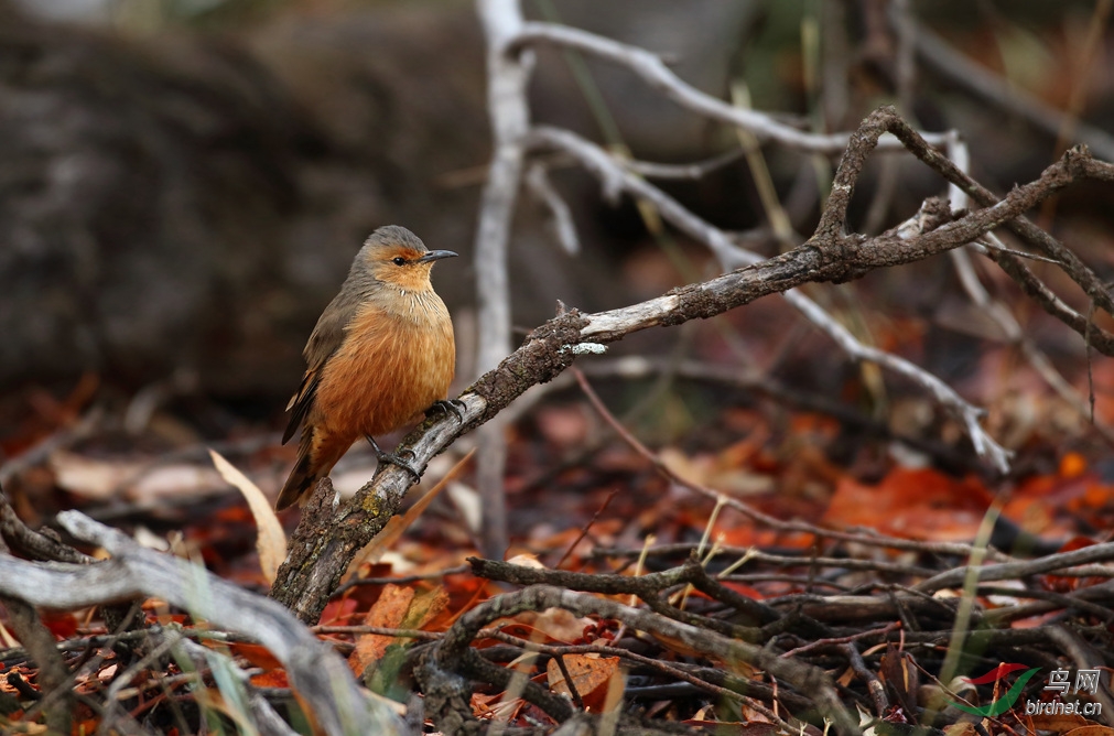 Y-rufous treecreeper_����_���˺�_����.jpg
