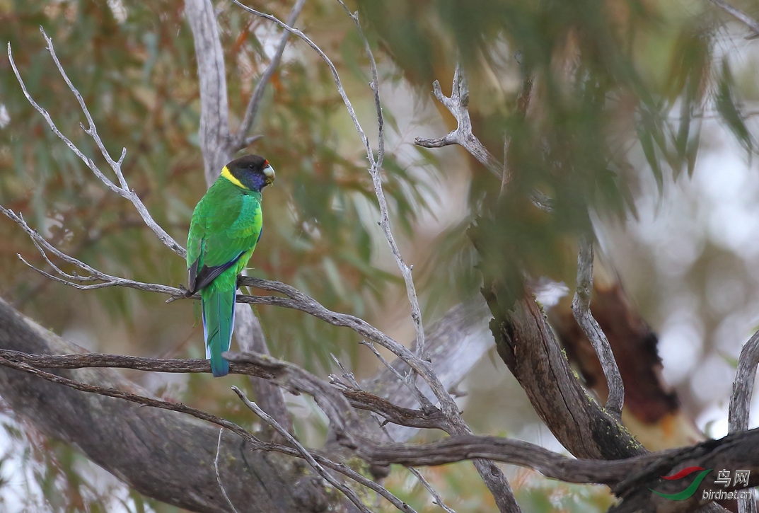 Y-ringneck1_����_���˺�_����.jpg