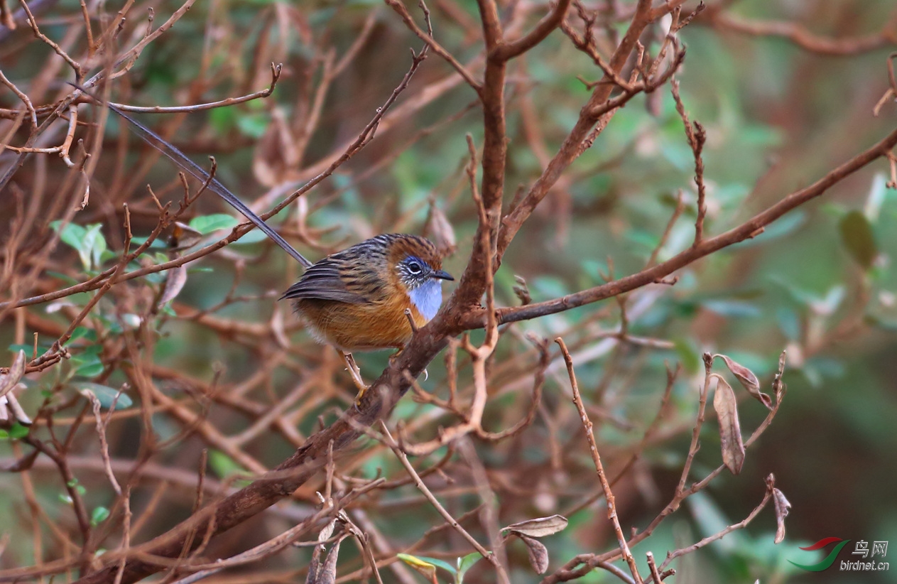 Y-shouthern emu-wren_���˺�_����.jpg