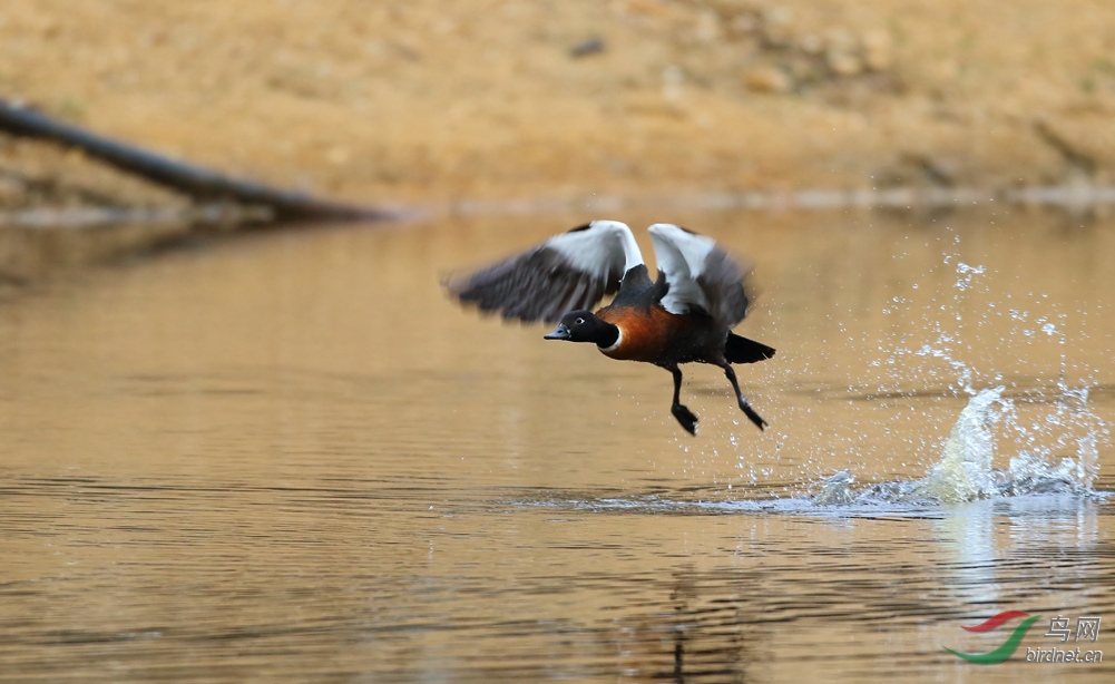 Y-shelduck female_����_���˺�_����.jpg