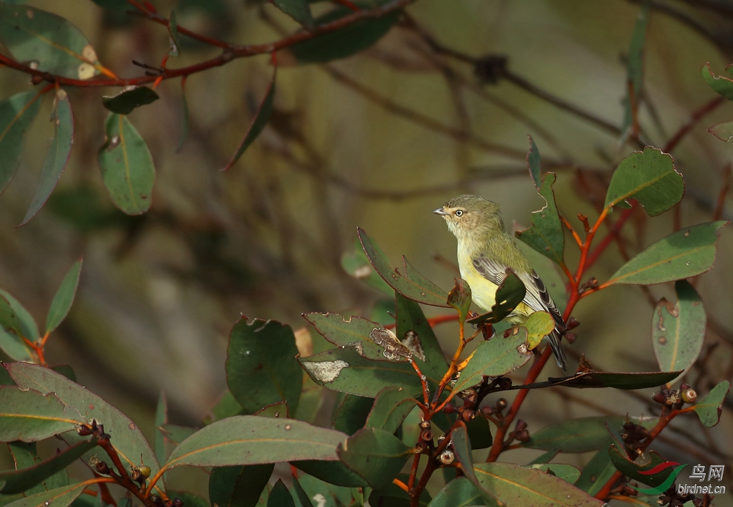 Y-weebill_����_���˺�_����.jpg