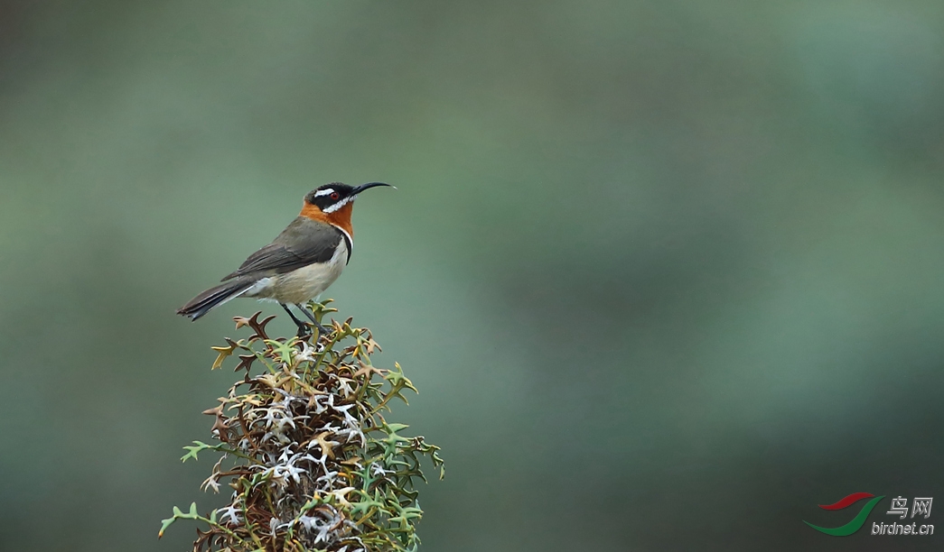 Y-western spinebill_����_���˺�_����.jpg
