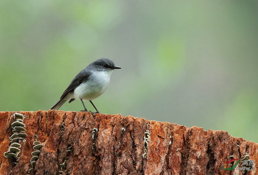 Y-white-breasted robin_����_���˺�_����.jpg