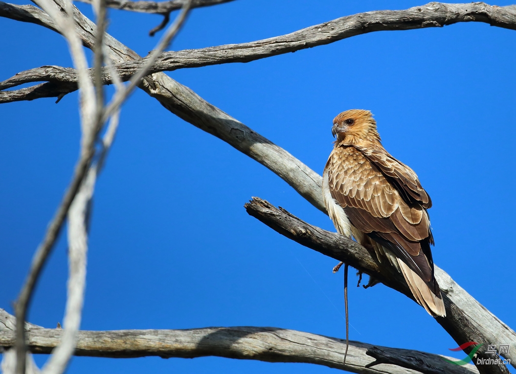 Y-whistling kite with food_����_���˺�_����.jpg