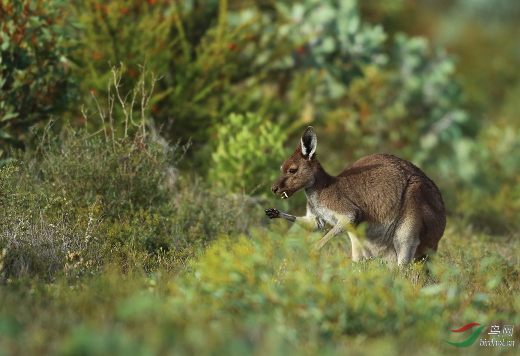 Y-western grey kangroo_����_���˺�_����.jpg