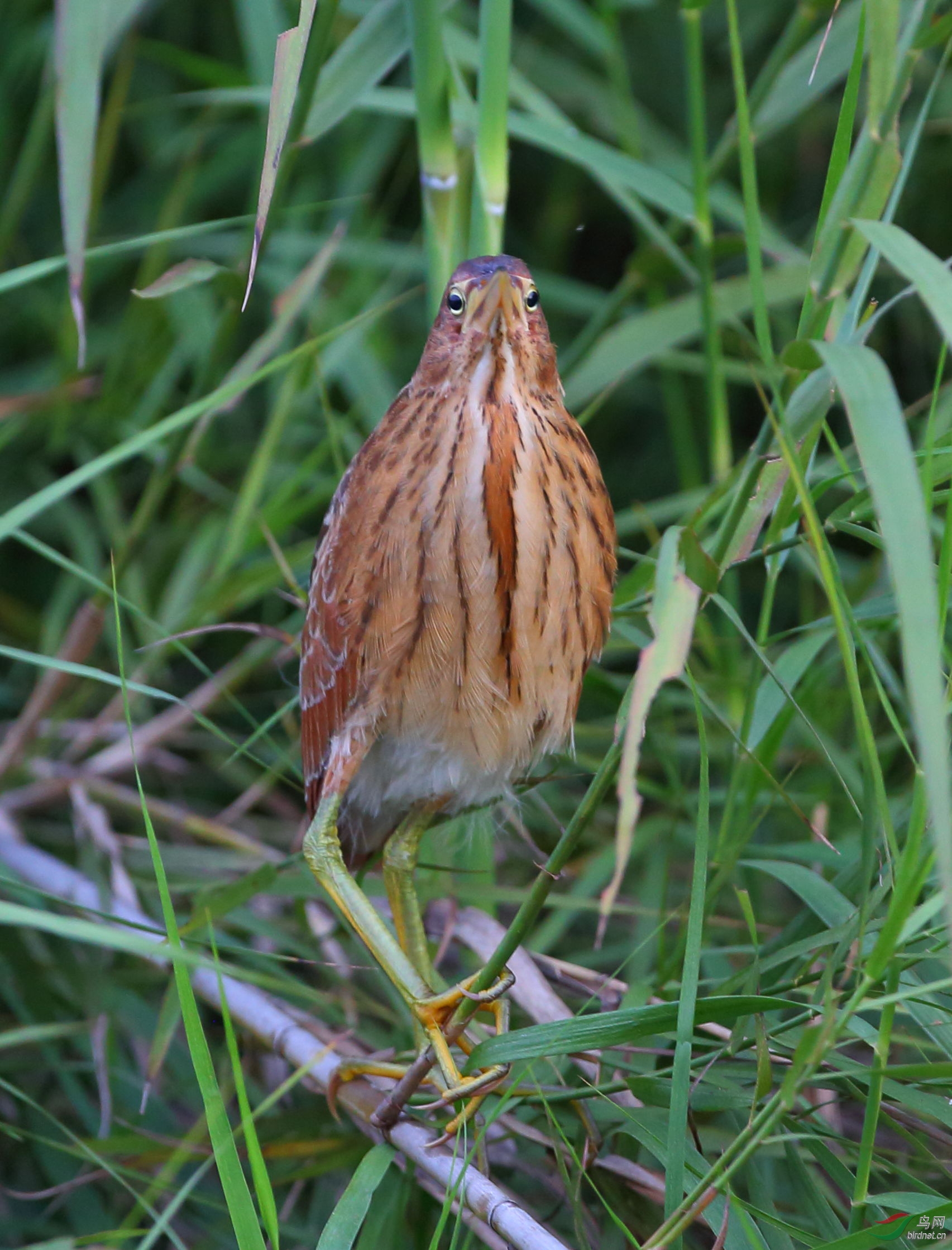 栗苇鳽bb