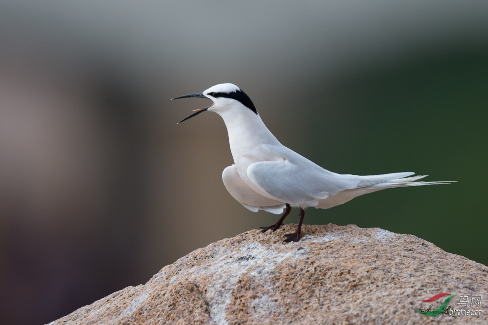 黑枕燕鸥黑枕燕鸥blacknapedtern