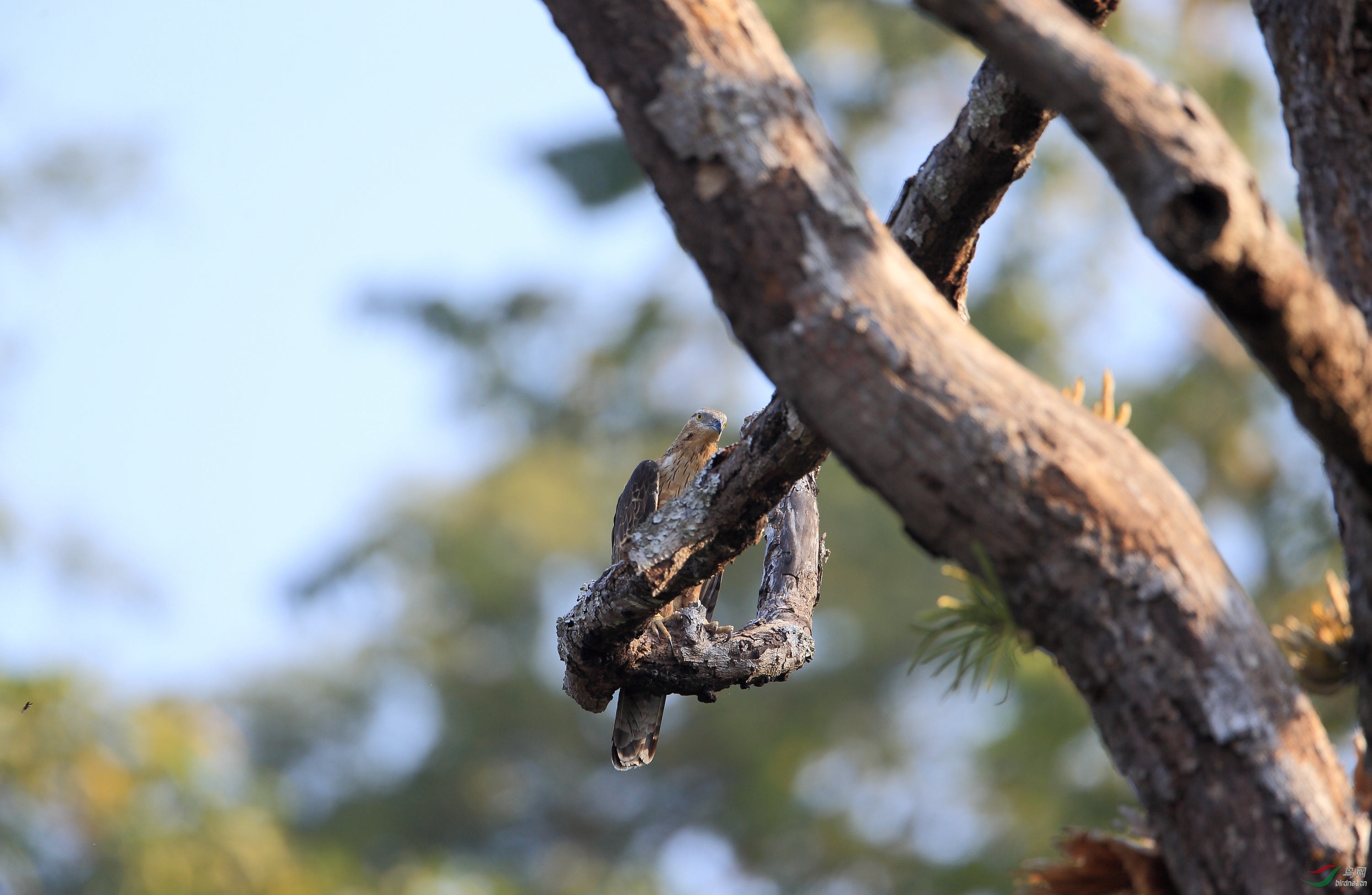 [观察] 食物链顶端的王者---中国境内猛禽一族 ——白尾海雕white