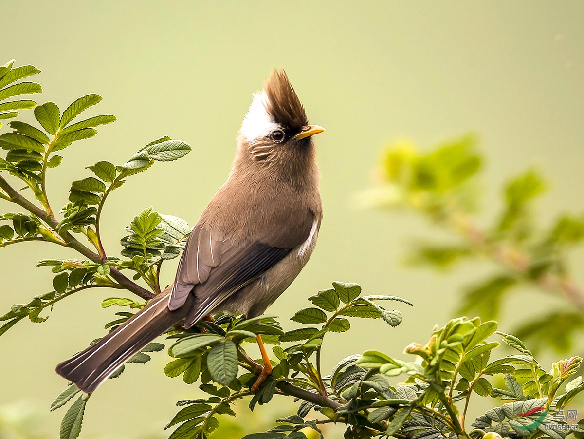 贵州留鸟,谢谢浏览.