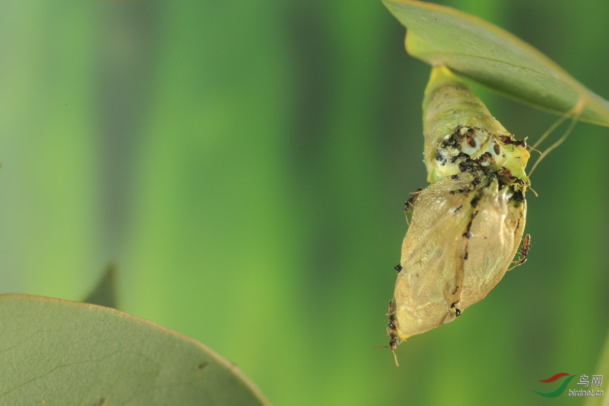 蛹被蚁食