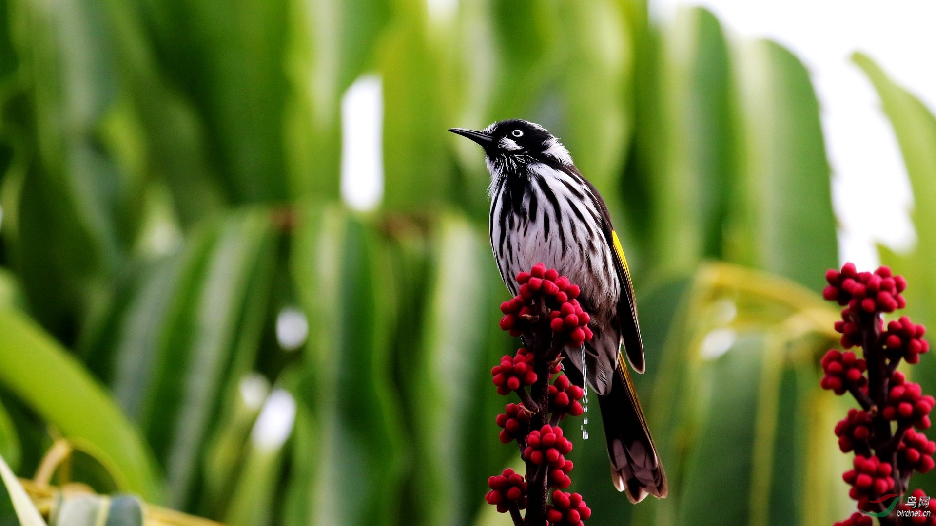 黄翅澳蜜鸟 - 观鸟之旅鸟网