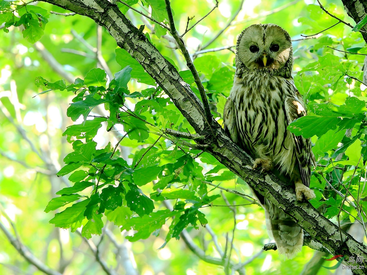吉林山林里的长尾林 
