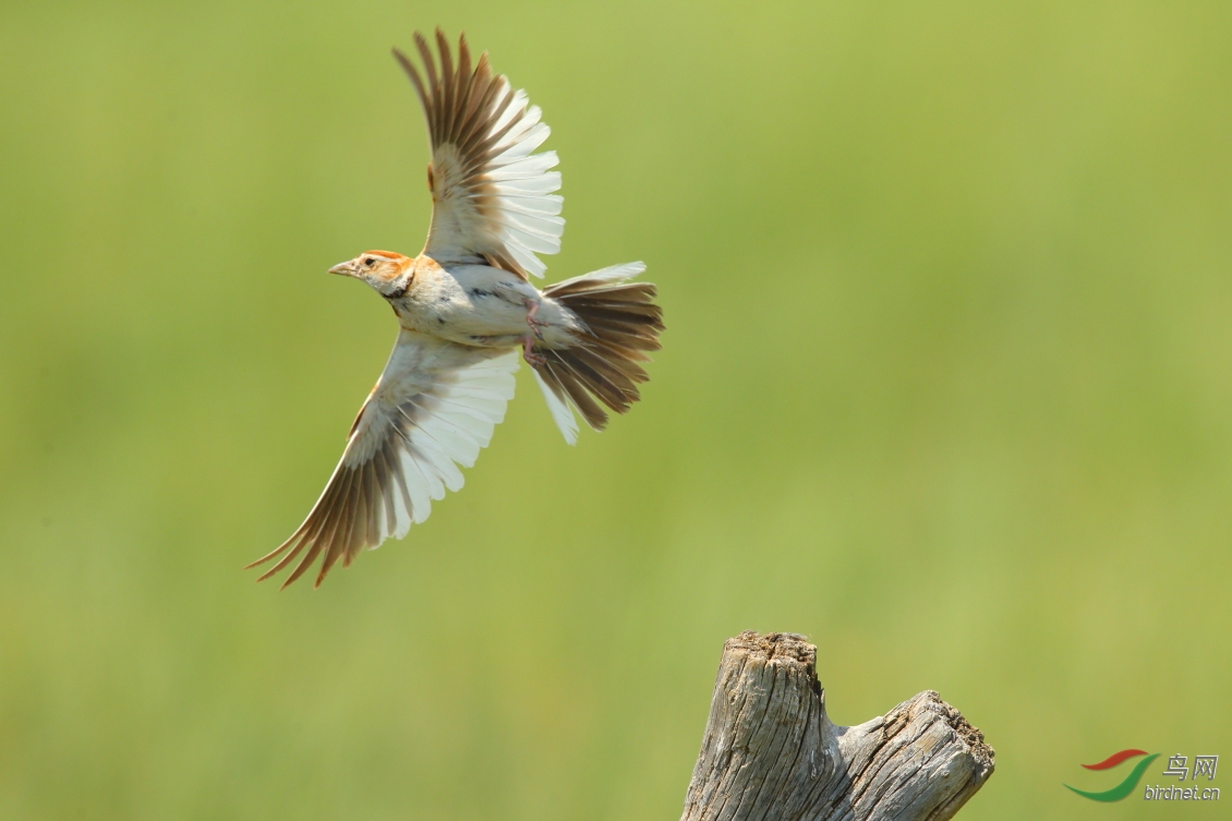 草原上的蒙古百灵
