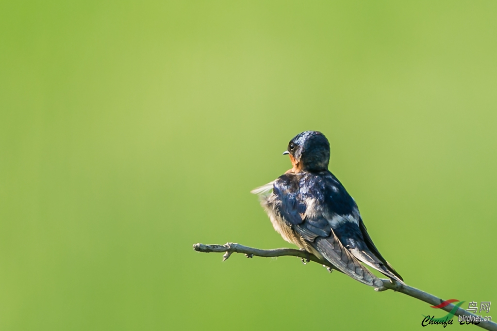 家燕,barn swallow