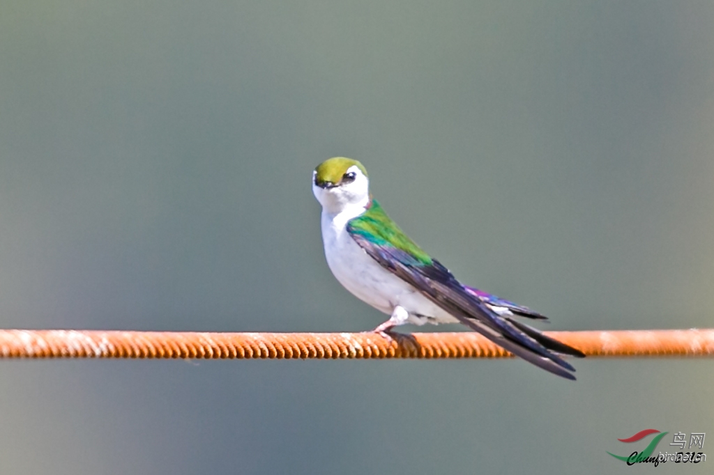 紫绿树燕 violet-green swallow