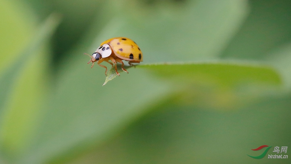 美丽的螵虫ladybirds贺图7获首页精华