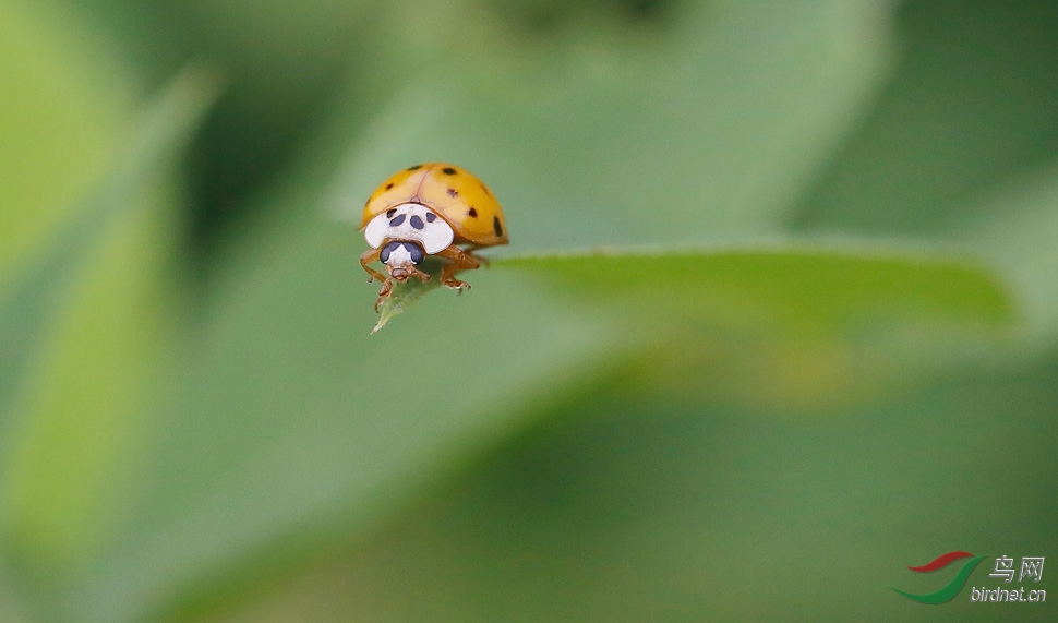 美丽的螵虫ladybirds贺图7获首页精华