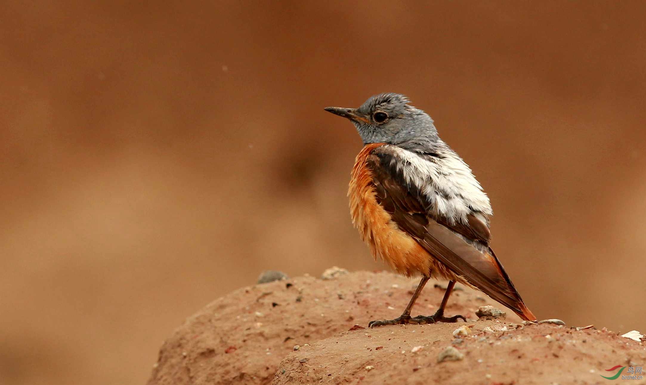 白背矶鸫雄鸟雌鸟和小宝宝