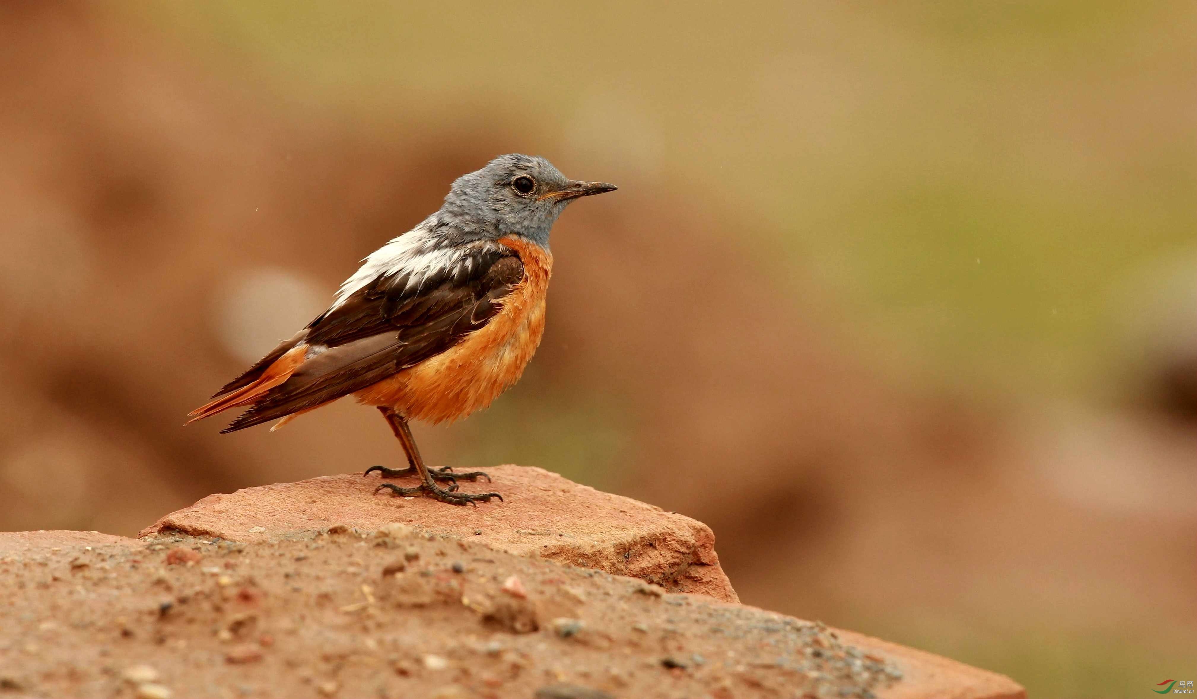 白背矶鸫雄鸟雌鸟和小宝宝