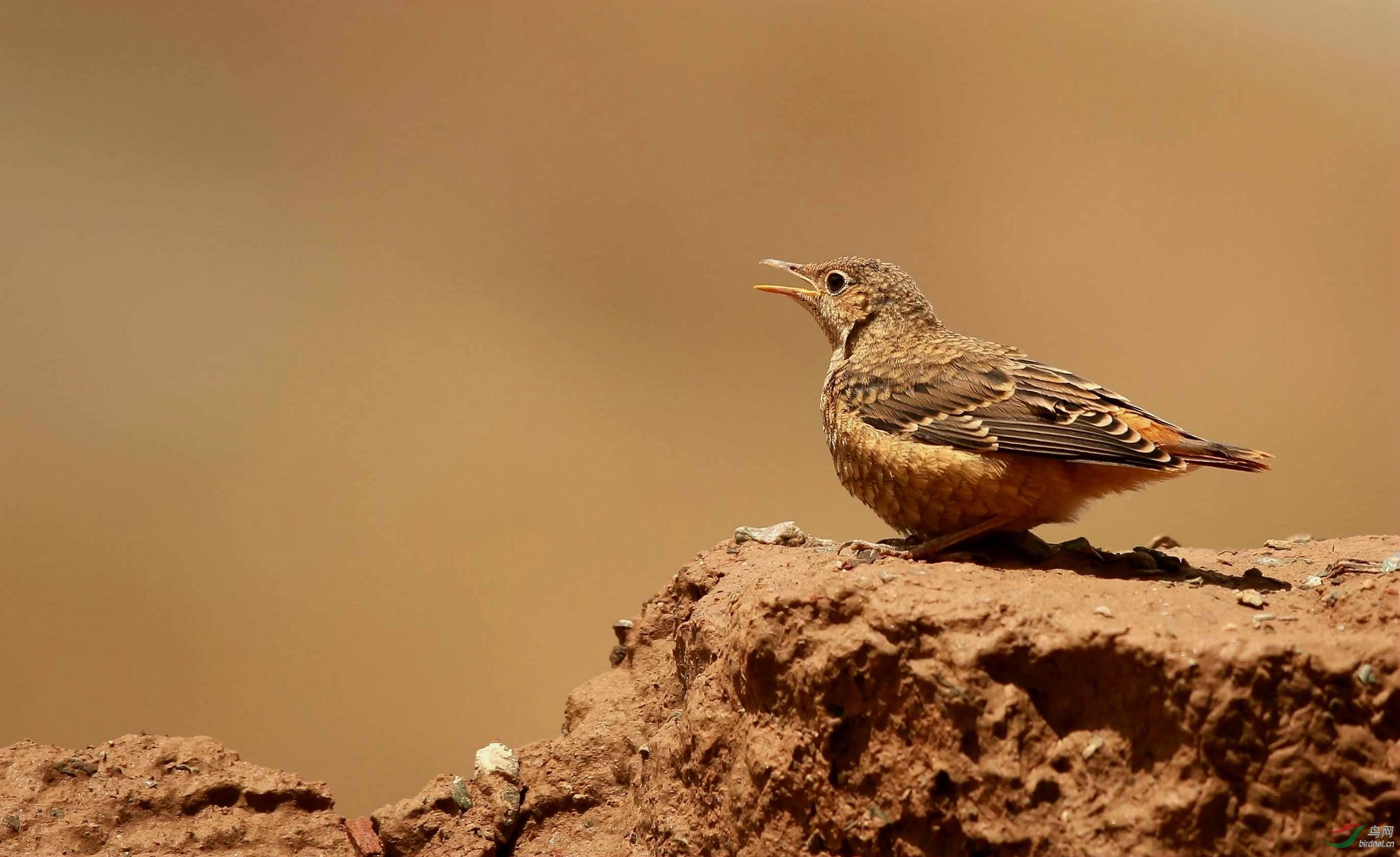 白背矶鸫雄鸟,雌鸟和小宝宝