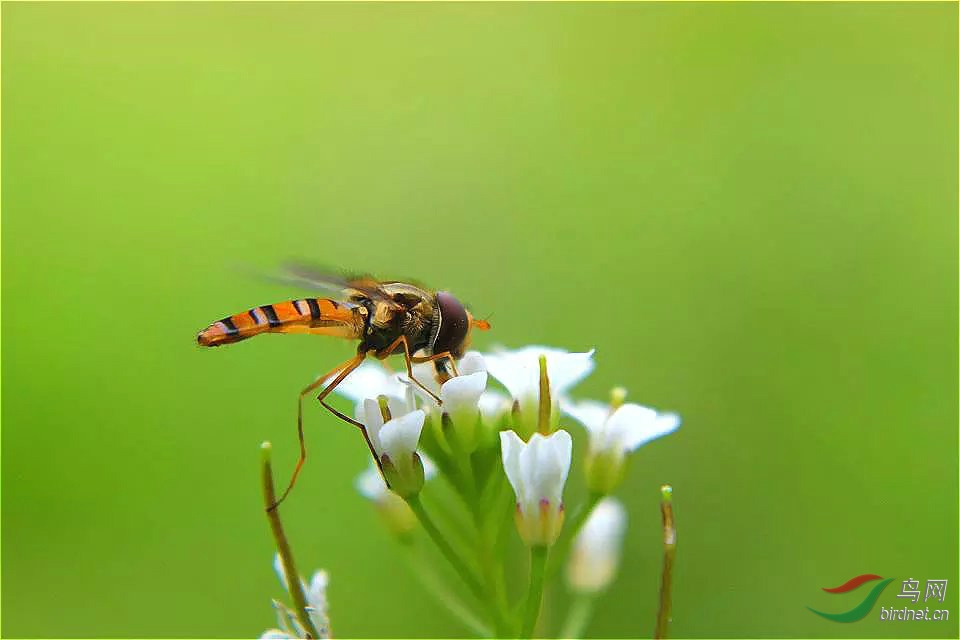 春天里的食蚜蝇(组)