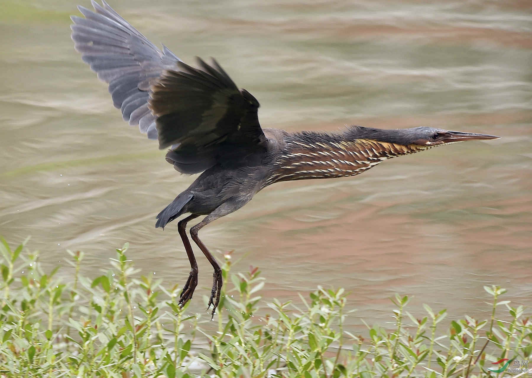青鸟海上来——黑鳽