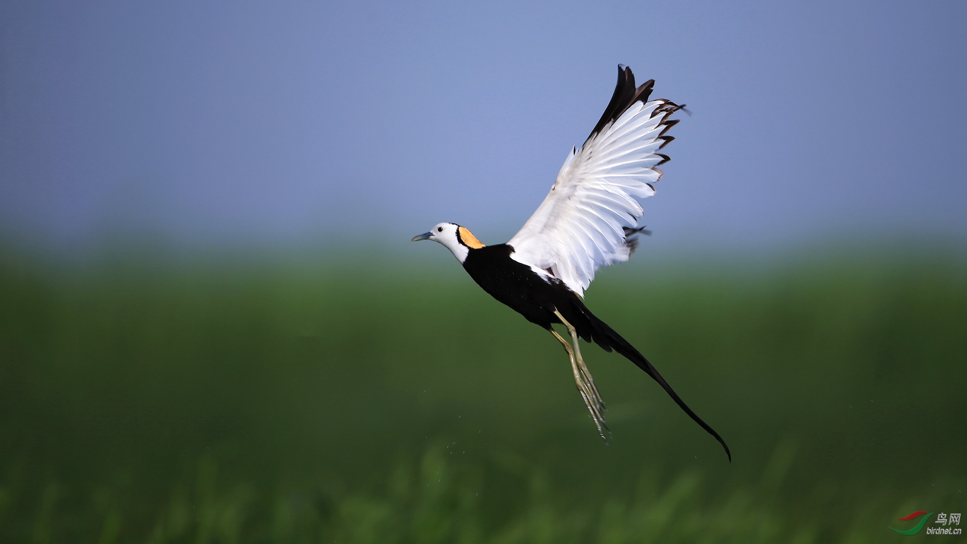 (水雉)最美还数水凤凰——水雉 pheasant