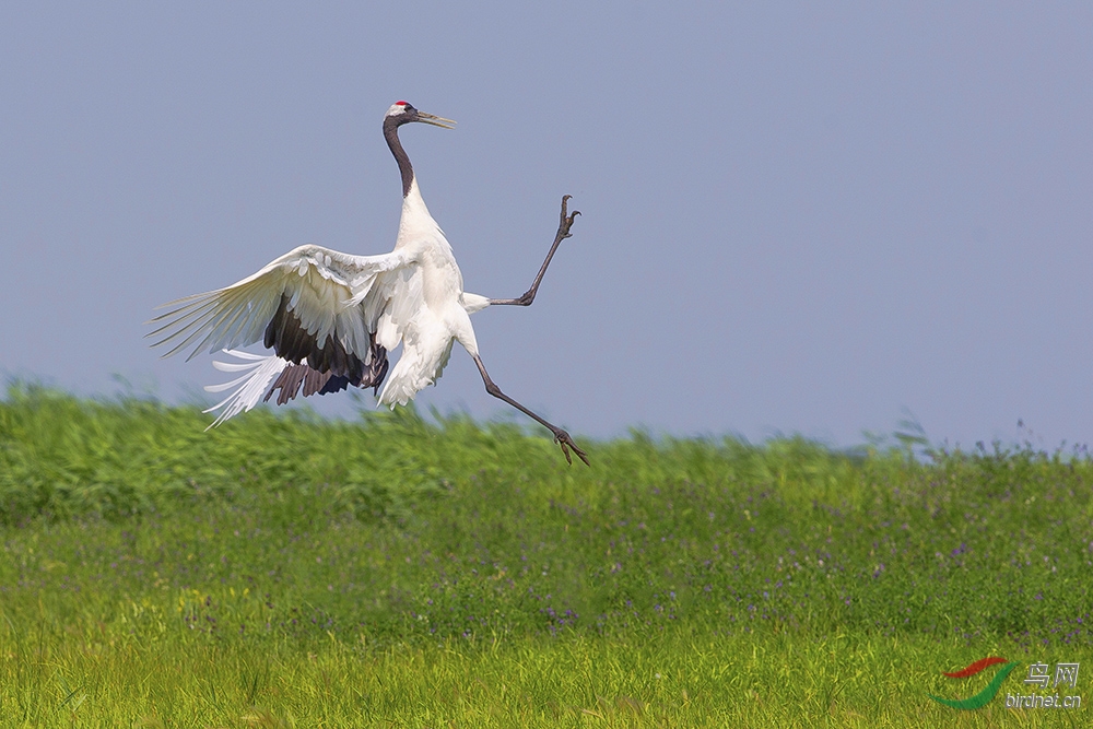 丹顶鹤丹顶鹤redcrownedcrane贺图1获首页精华图片