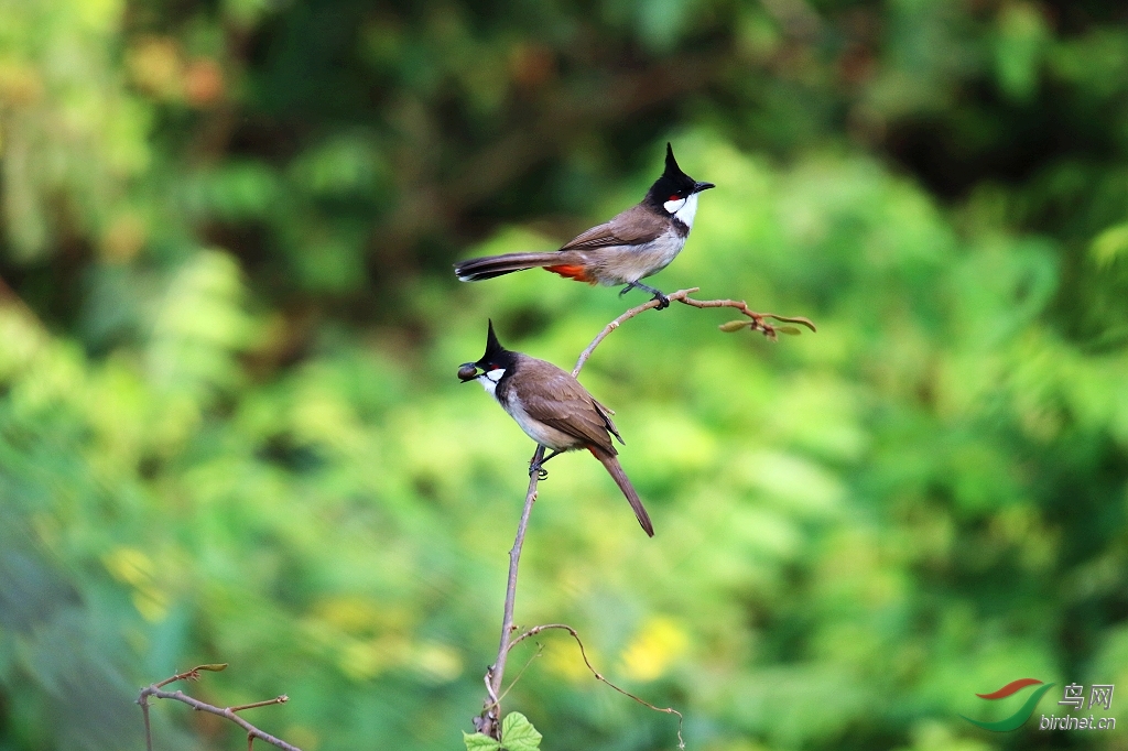 头顶耸立黑色羽冠的高髻郎