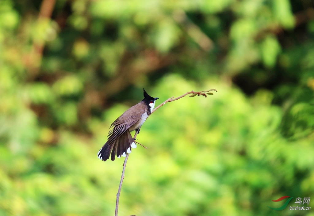 头顶耸立黑色羽冠的高髻郎