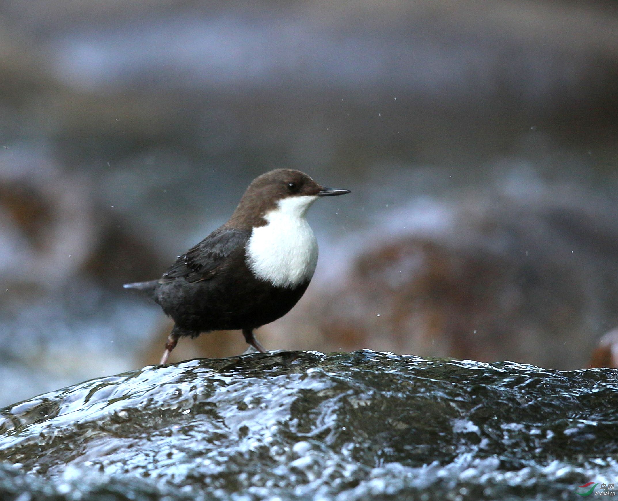 河乌互助北山拍的河乌whitethroateddipper贺图2获首页精华图片