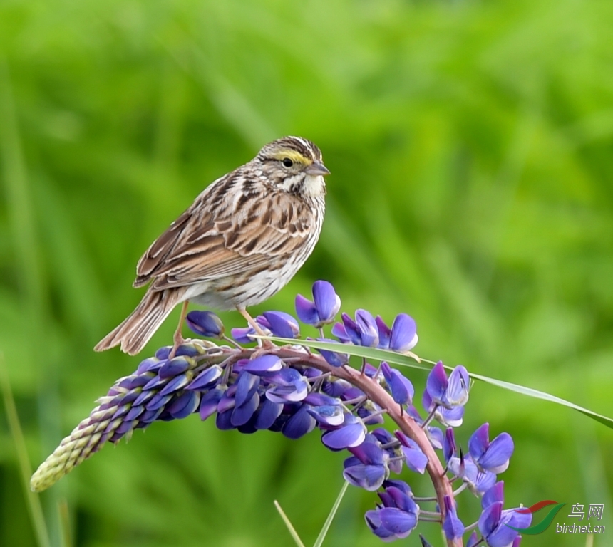 花鸟雀——稀树草鹀