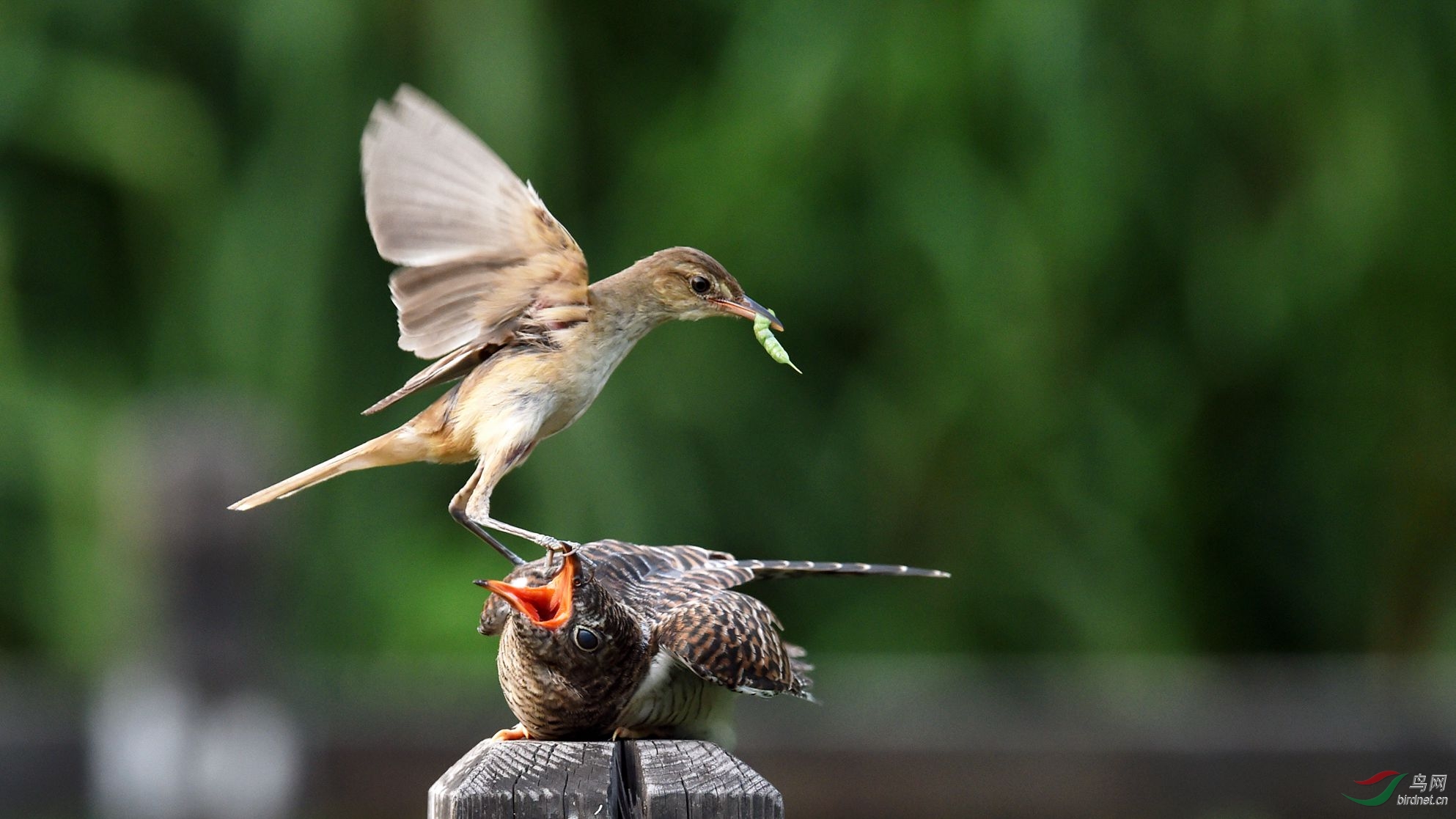 难得一见东方大苇莺orientalgreatreedwarbler与大杜鹃cuckoo贺2图