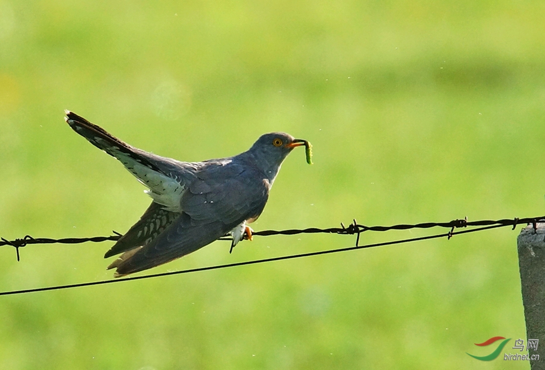 清晨捕食的大杜鹃