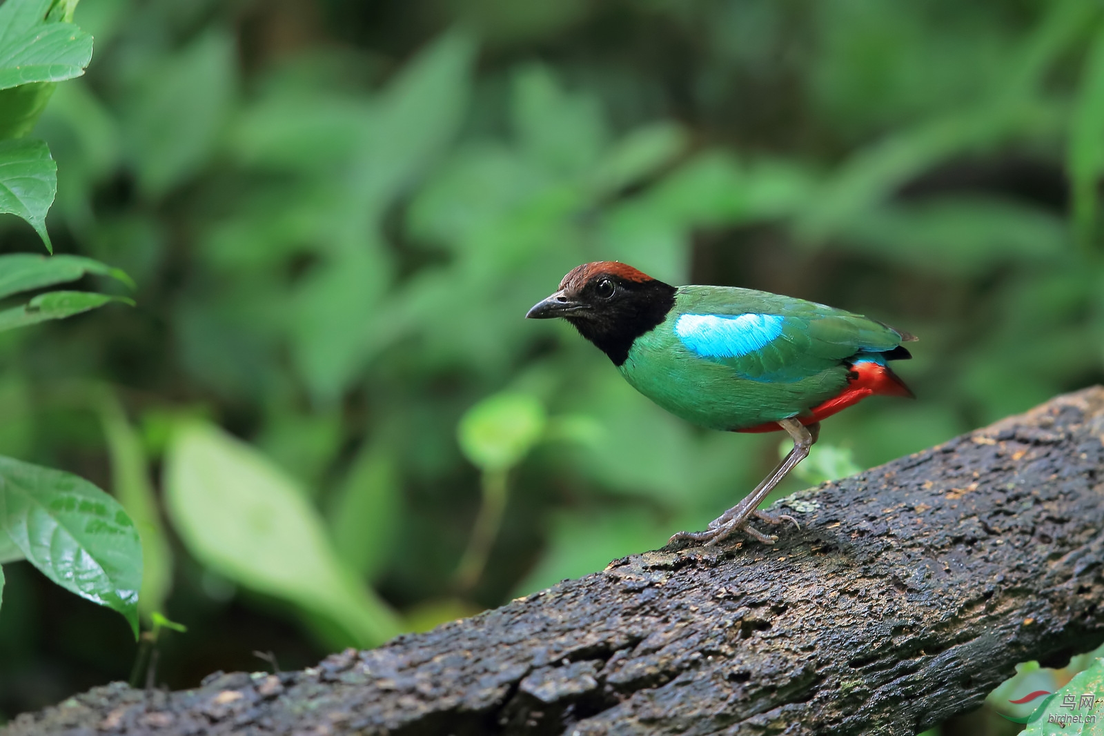 绿胸八色鸫 - 贵州版 guizhou 鸟网