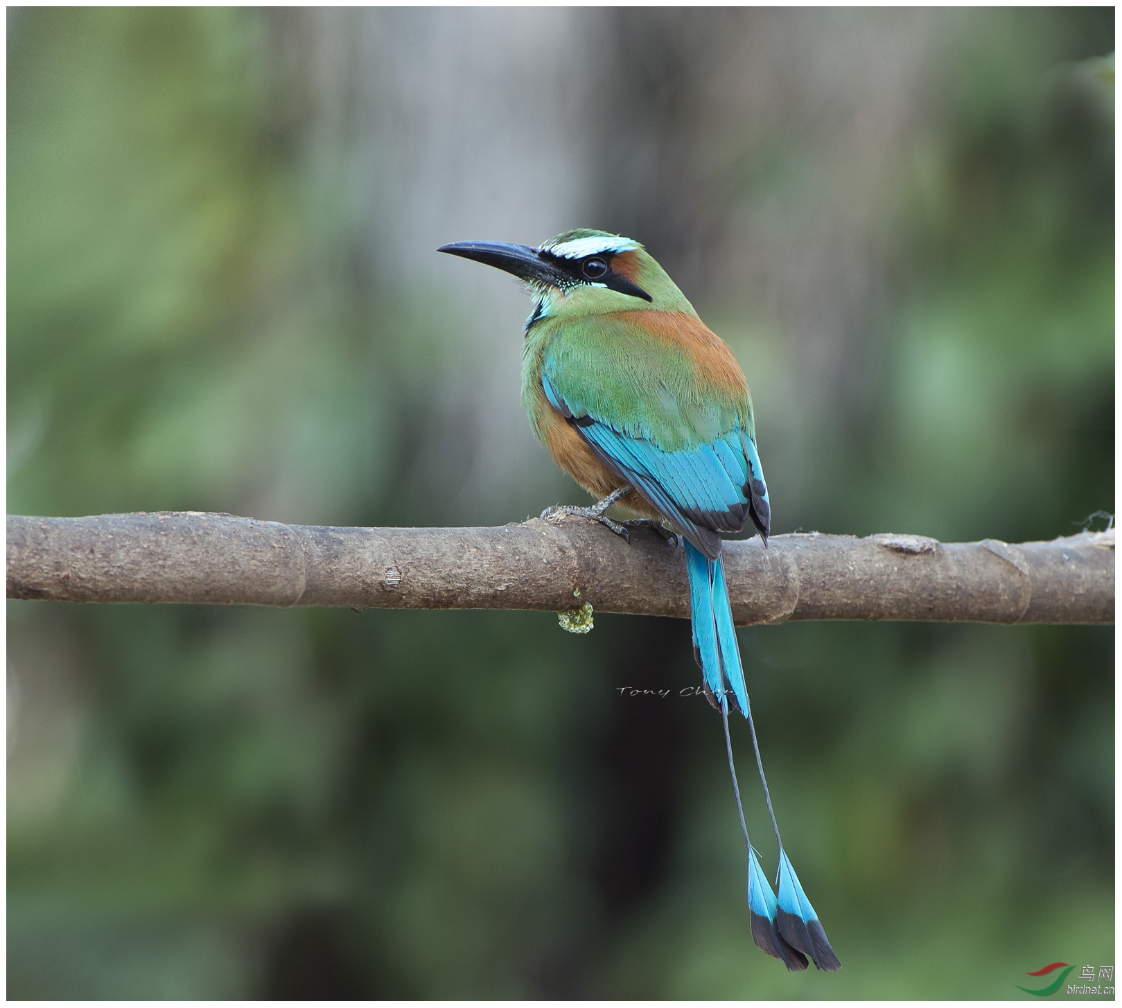 (绿眉翠鴗)绿眉翠鴗turquoise-browed motmot 贺图1获首页精华图片