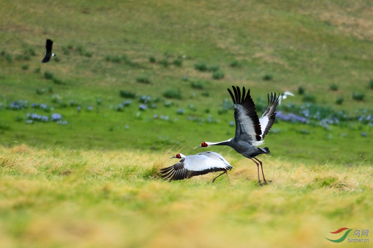 (白枕鹤)绕场一周——白枕鹤 white-naped crane 贺图3获首页精华图片