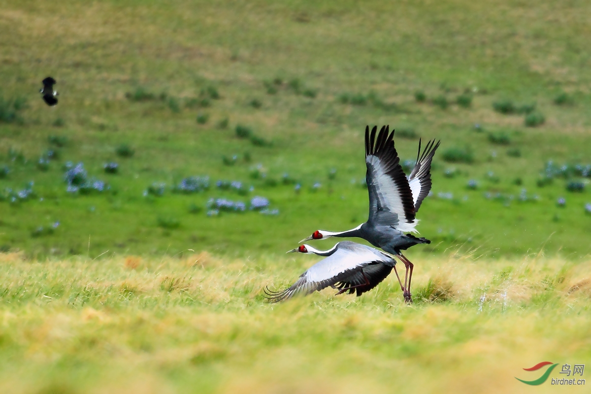 (白枕鶴)繞場一週——白枕鶴 white-naped crane 賀圖3獲首頁精華圖片