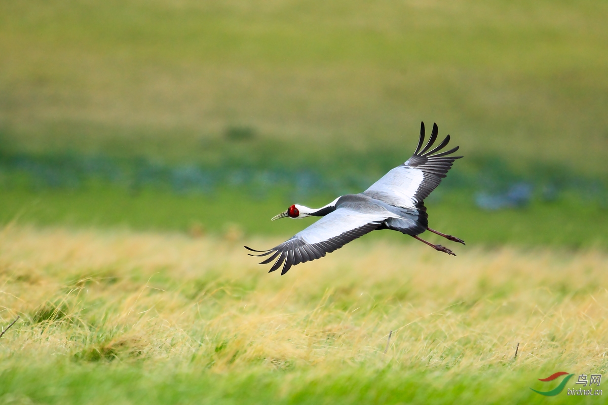 (白枕鹤)绕场一周——白枕鹤 white-naped crane 贺图3获首页精华图片