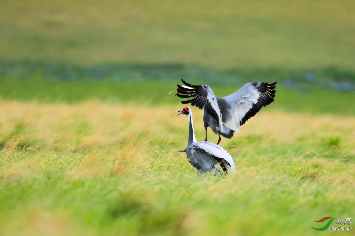 (白枕鹤)绕场一周——白枕鹤 white-naped crane 贺图3获首页精华图片