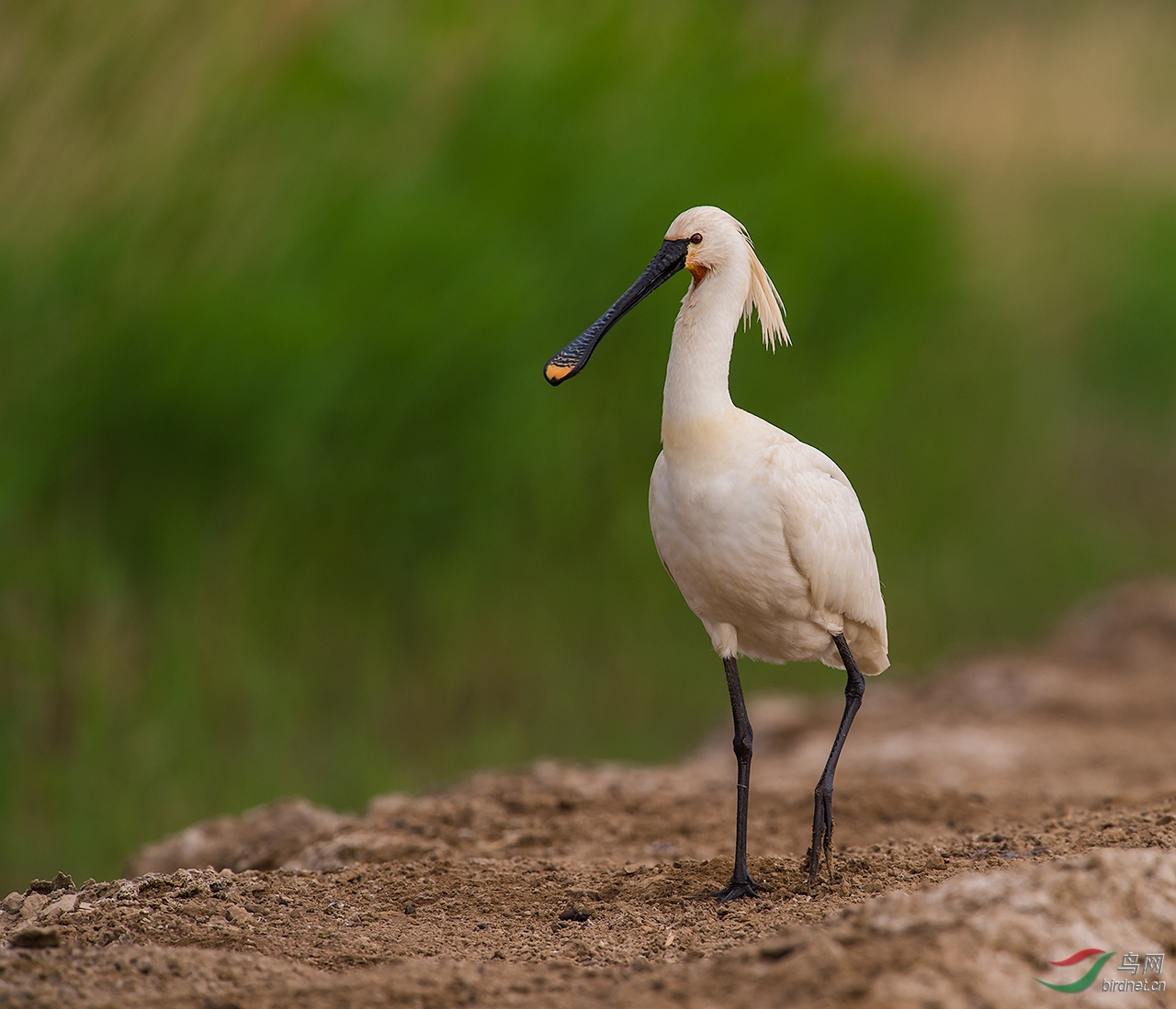 白琵鹭贺首页每日精华第一幅