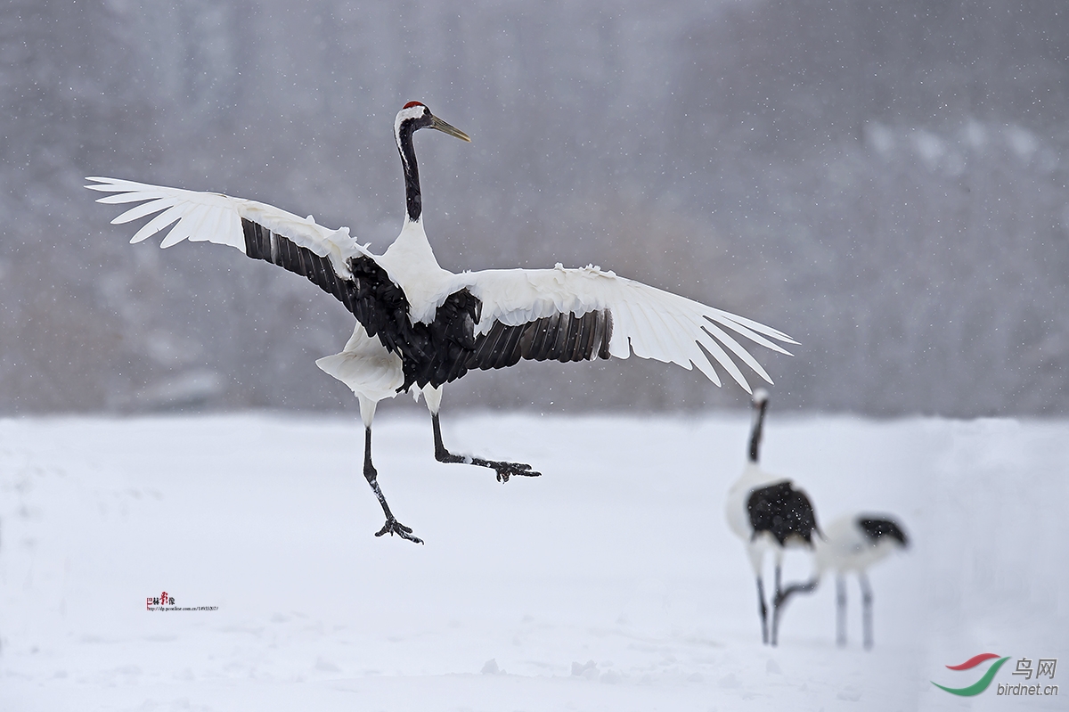 丹頂鶴雪中鶴丹頂鶴redcrownedcrane賀圖1獲首頁精華圖片