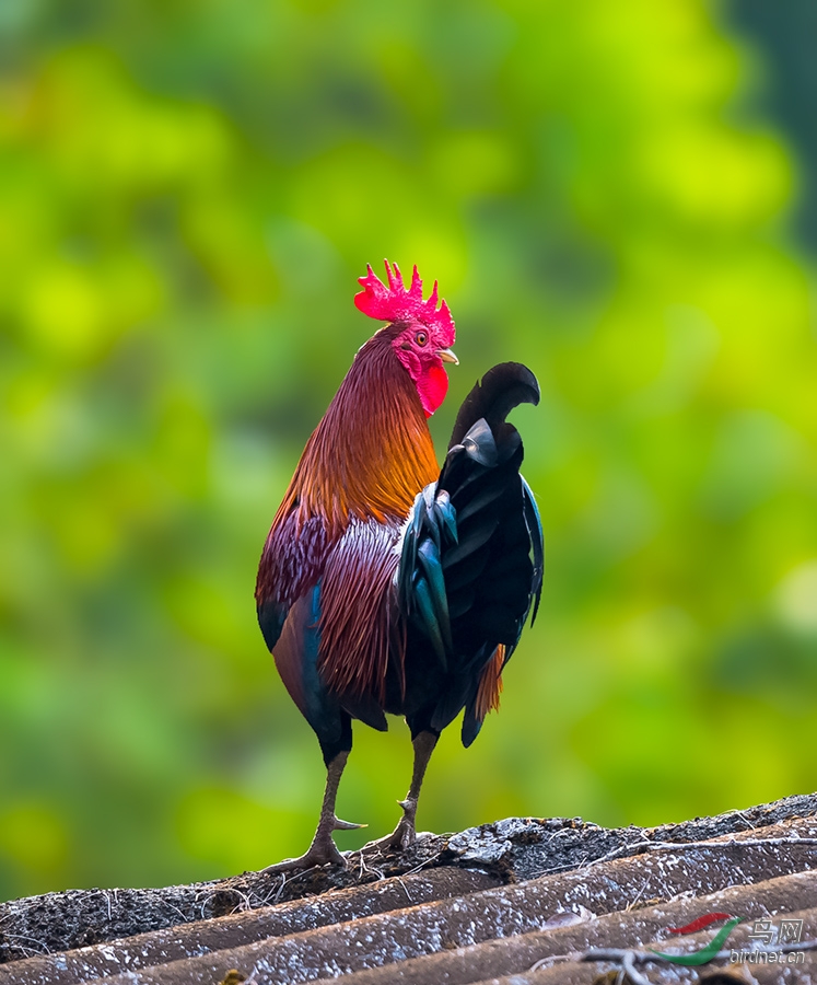 原鸡原鸡报晓redjunglefowl贺图3获首页精华图片