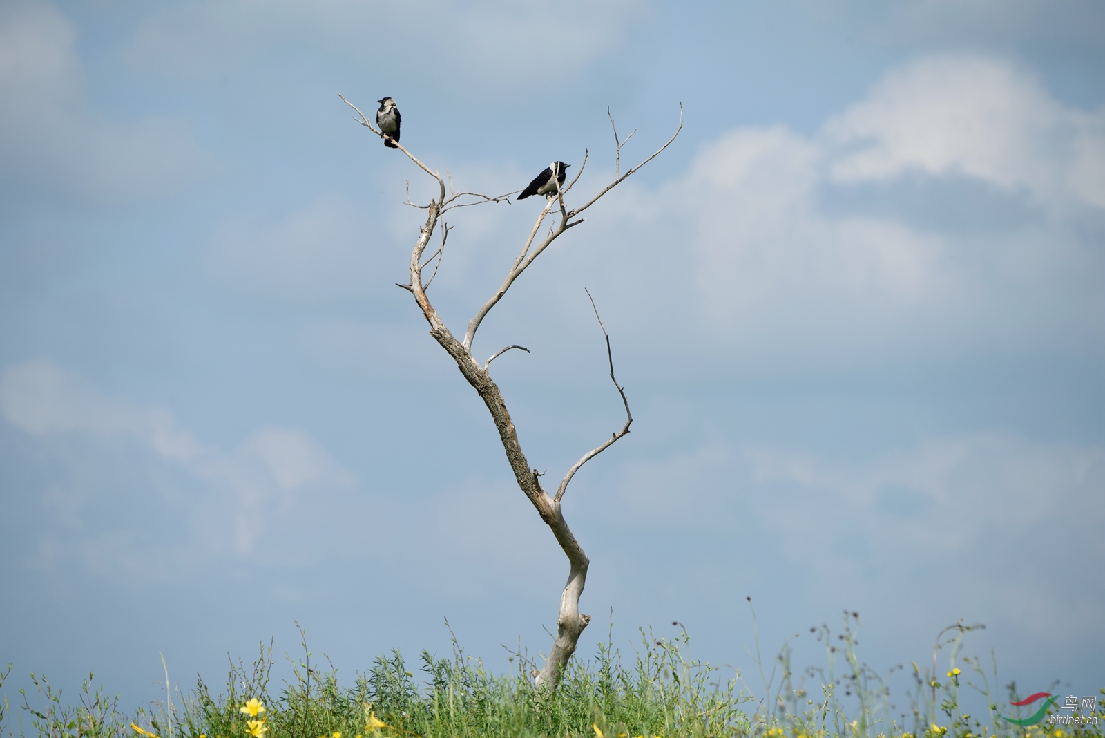 枯树昏鸦,白颈鸦?