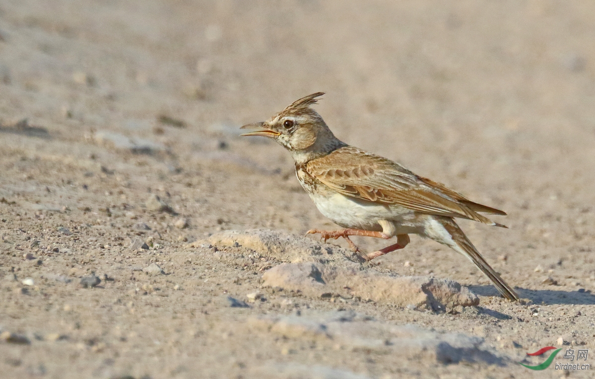 在土路上唱歌的凤头百灵