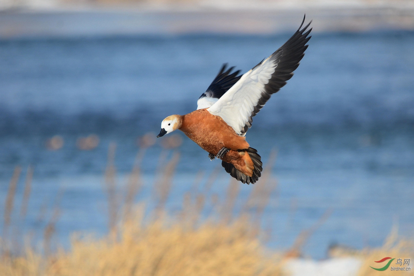 江鸭轻舞过草滩